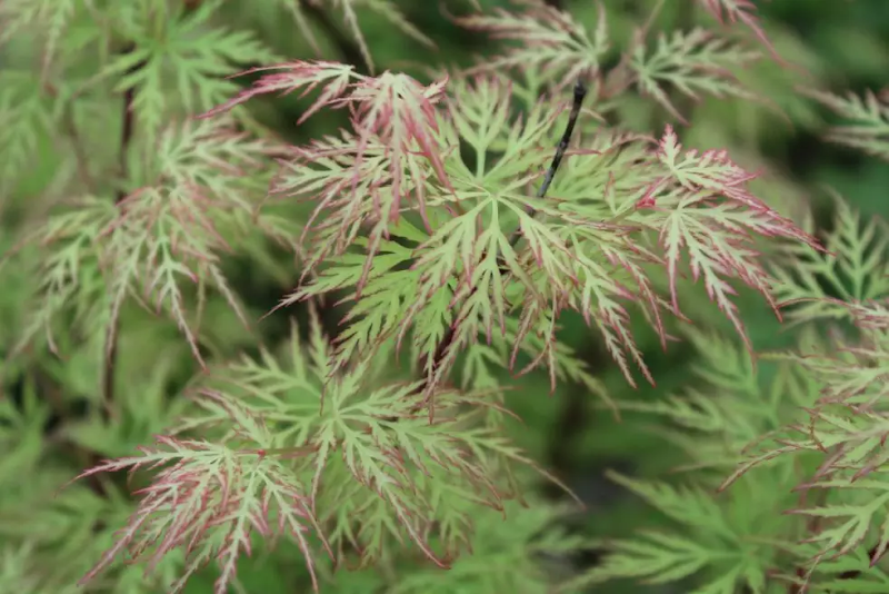 (Fächer-)Ahorn ’Emerald Lace’ (Jawoll Sommer 2023)